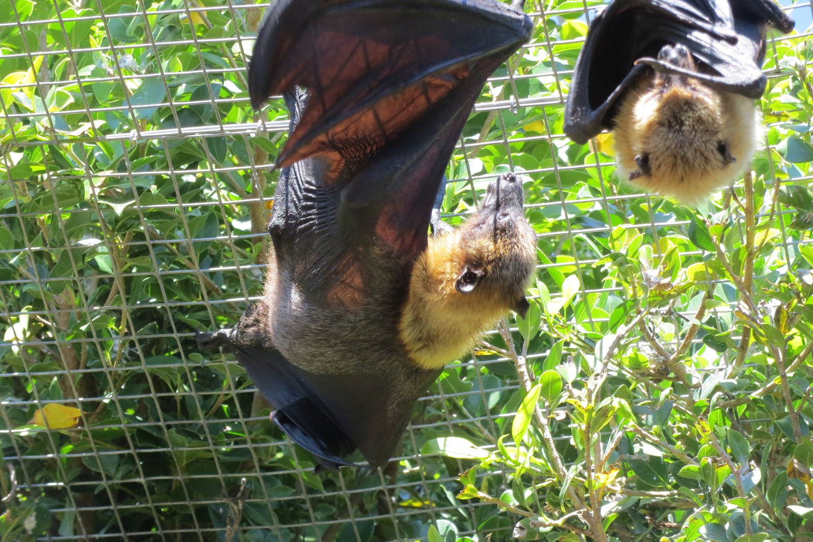 Lyles Flying Fox May 2014