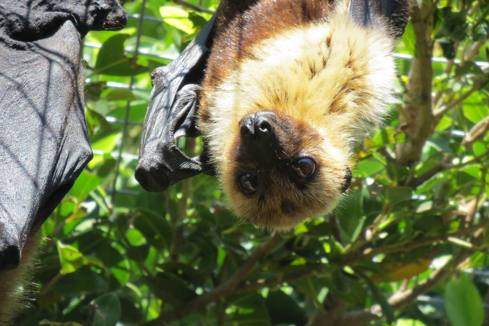 Lyles Flying Fox May 2014