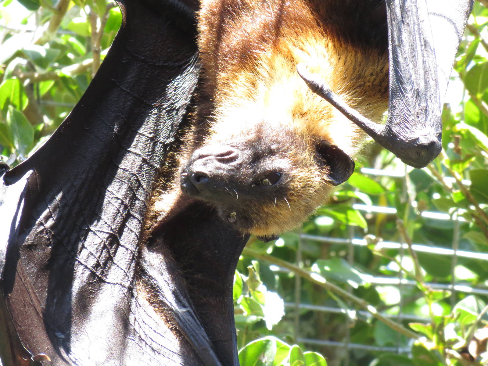 Lyles Flying Fox May 2014