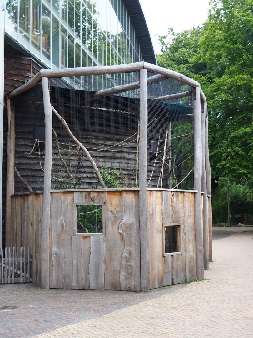 Lyle's flying fox outdoor exhibit, 2023-08-17