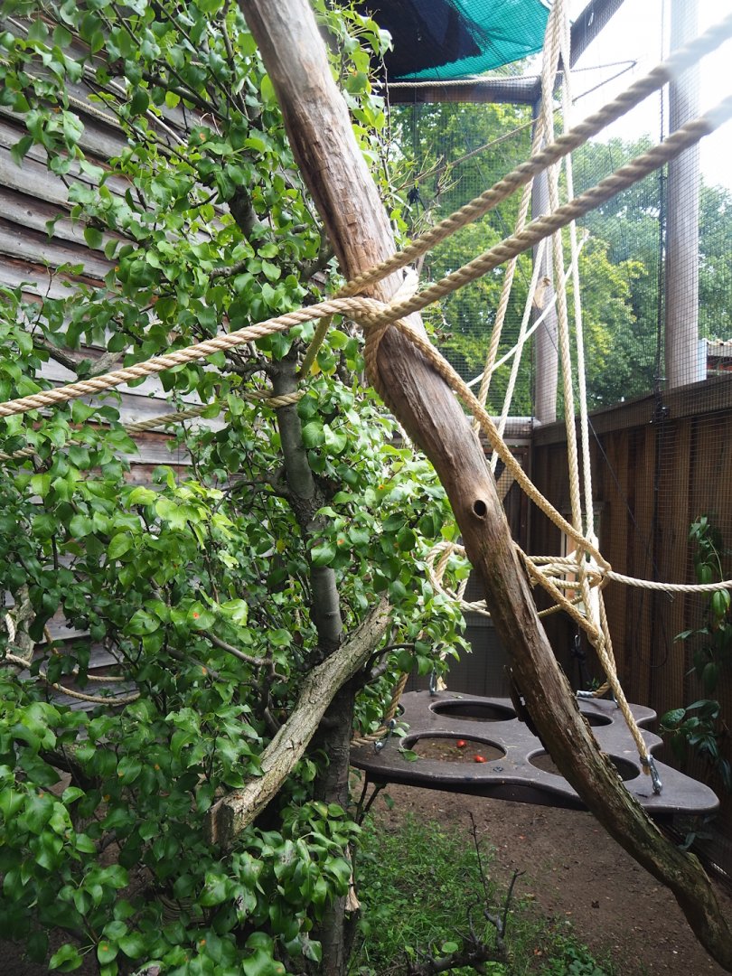 Lyle's flying fox outdoor exhibit, 2023-08-17