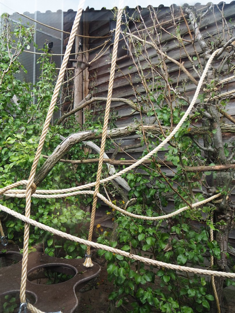 Lyle's flying fox outdoor exhibit, 2023-08-17