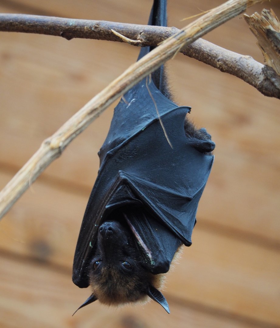 Lyle's flying fox (Pteropus lylei), 2019-10-05