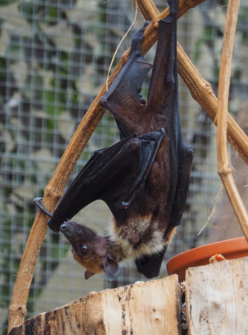 Lyle's flying fox (Pteropus lylei), 2019-10-05