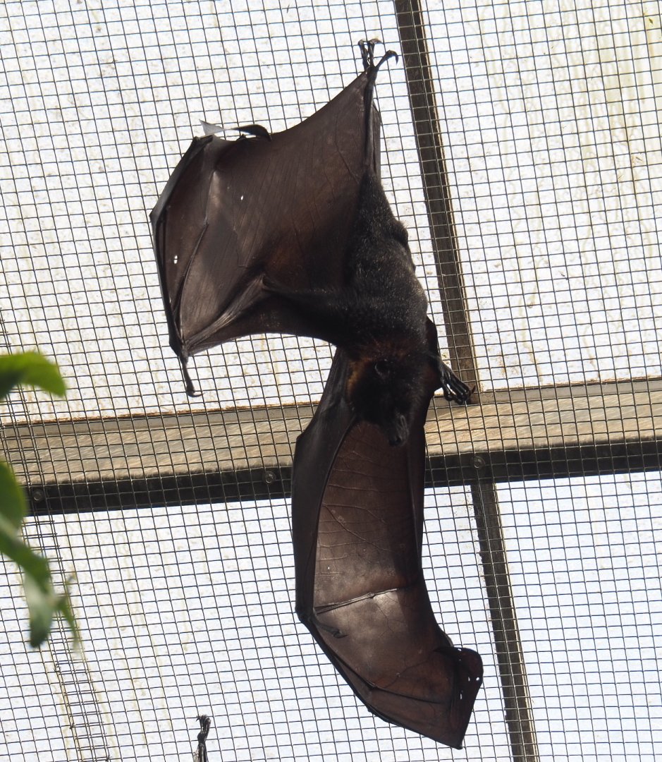 Lyle's flying fox (Pteropus lylei), 2021-09-03