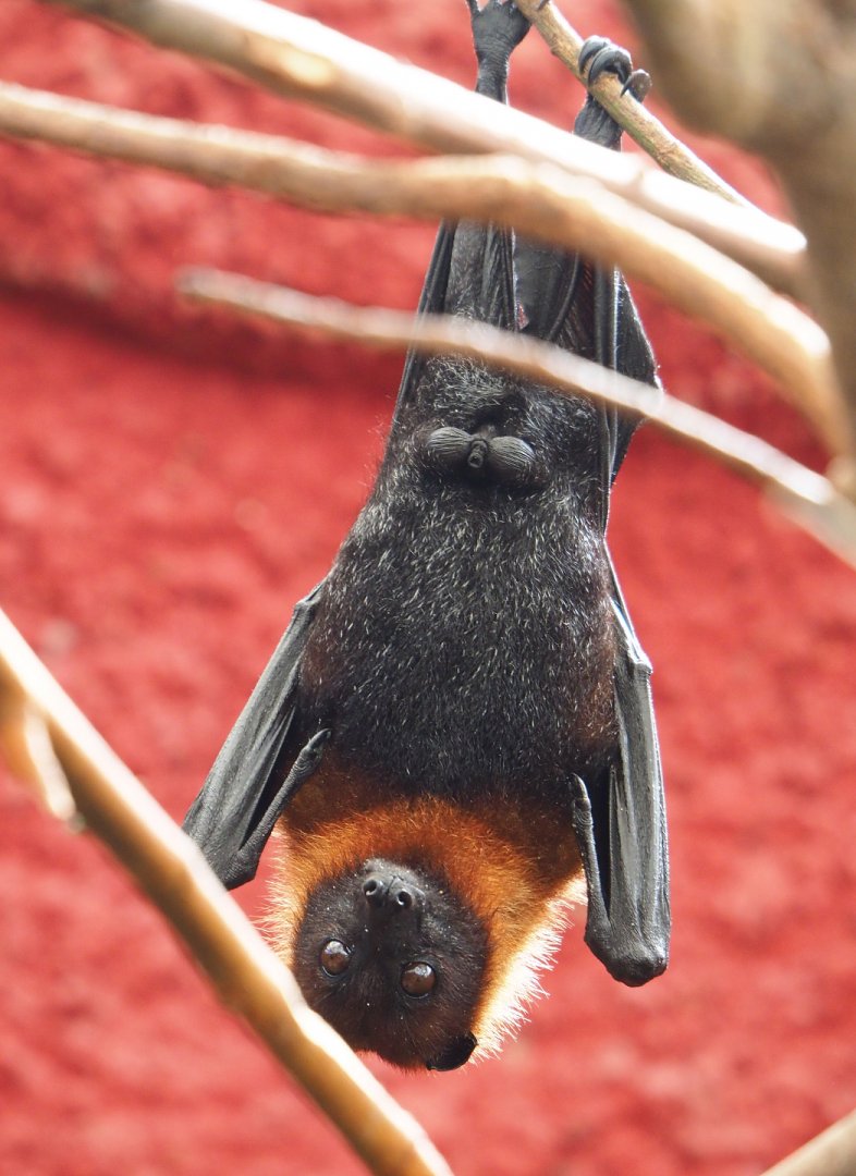 Lyle's flying fox (Pteropus lylei), 2022-06-28