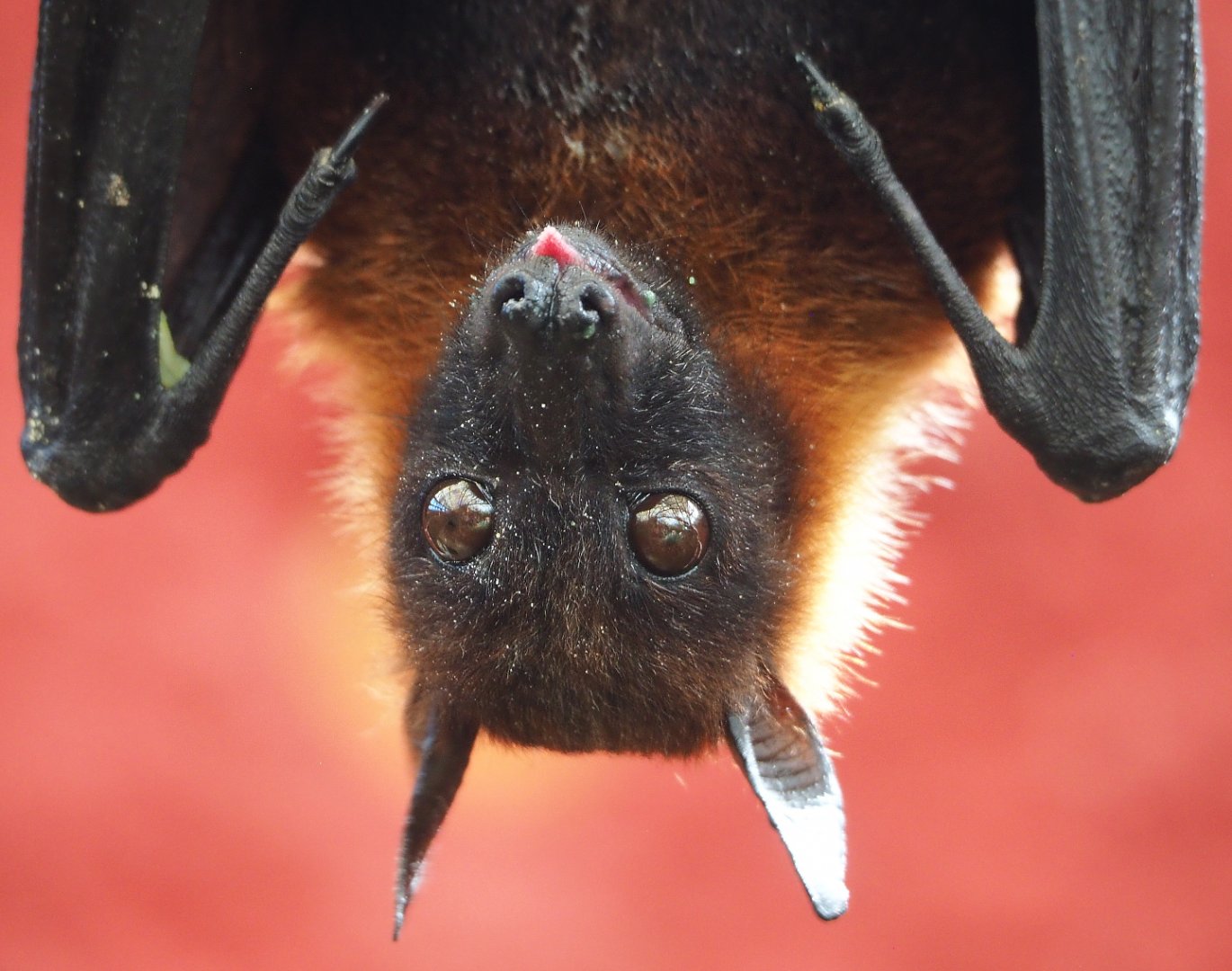 Lyle's flying fox (Pteropus lylei), 2022-06-28