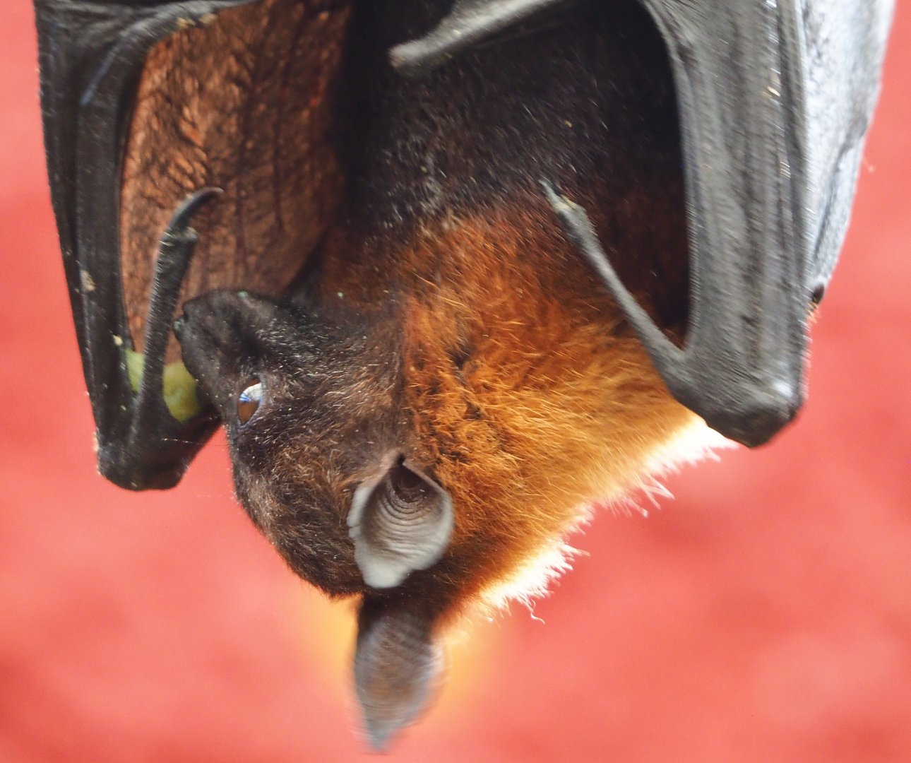 Lyle's flying fox (Pteropus lylei), 2022-06-28