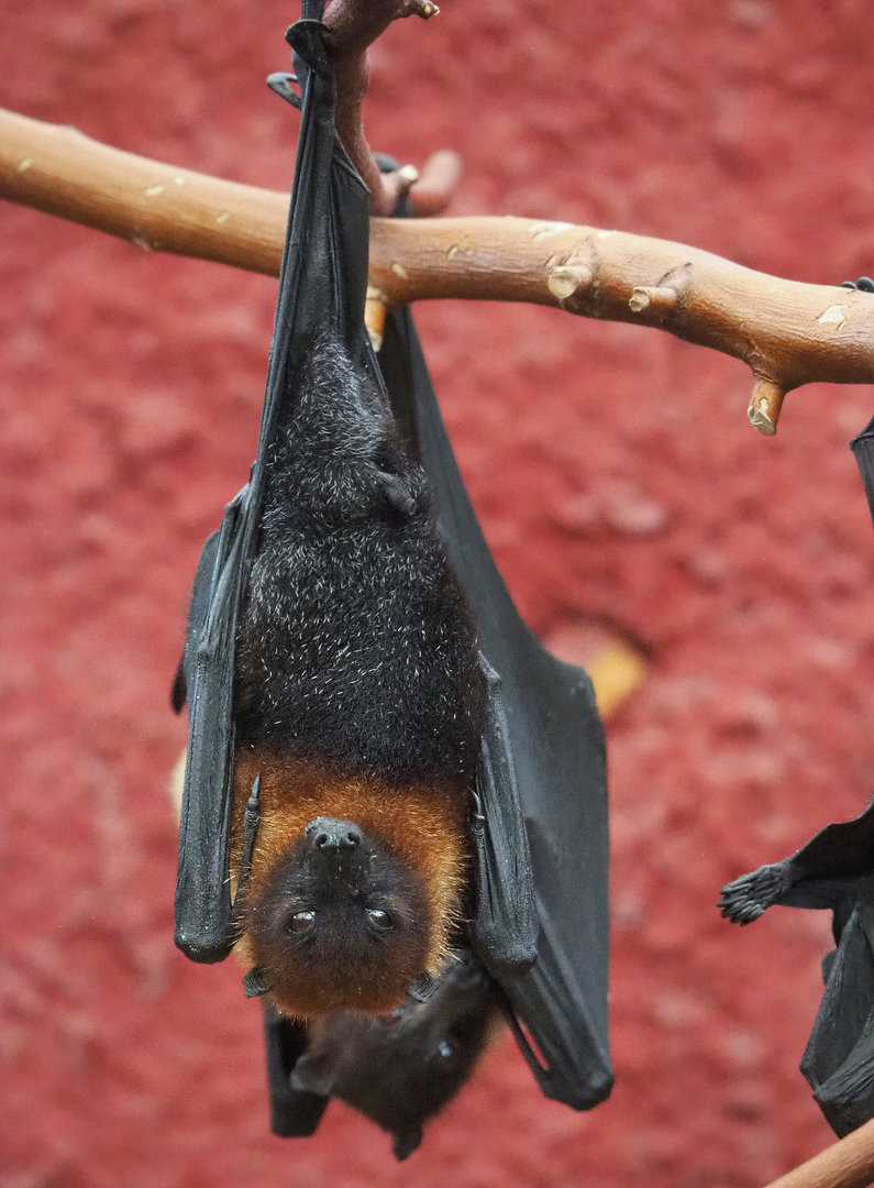 Lyle's flying fox (Pteropus lylei), 2022-09-14