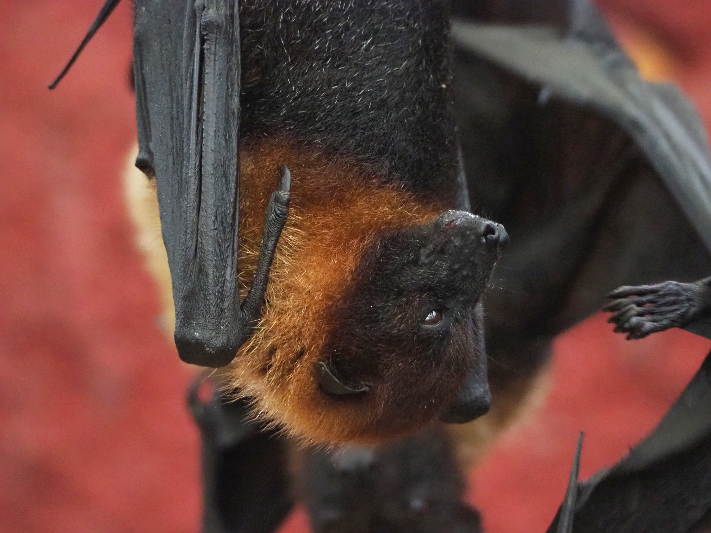 Lyle's flying fox (Pteropus lylei), 2022-09-14