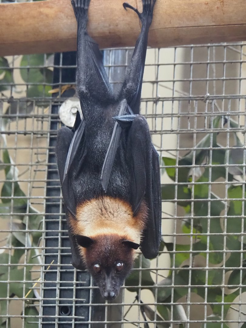 Lyle's flying fox (Pteropus lylei), 2023-10-13