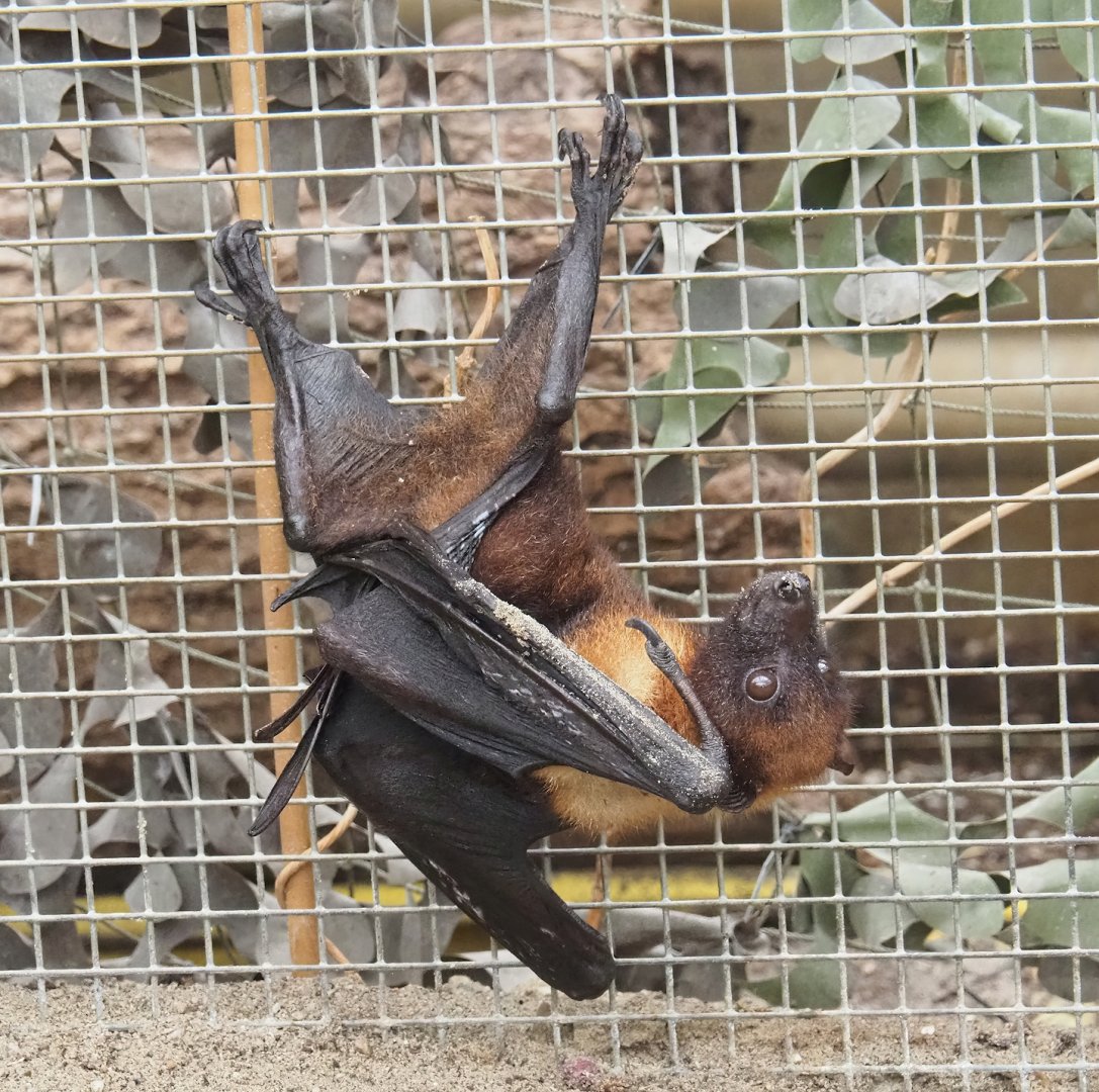 Lyle's flying fox (Pteropus lylei), 2023-10-13