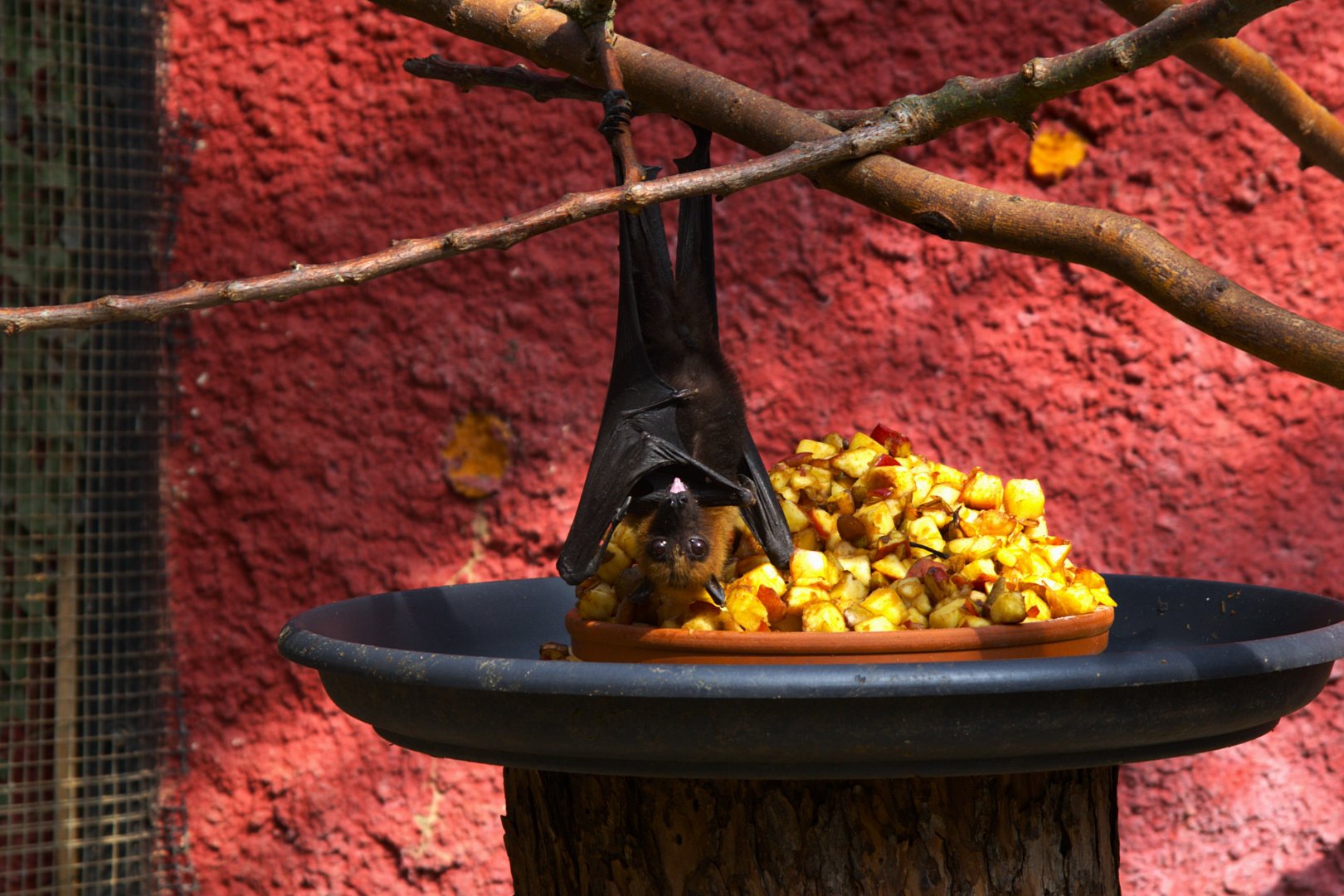 Lyle's Flying Fox (Pteropus lylei), 25-04-25