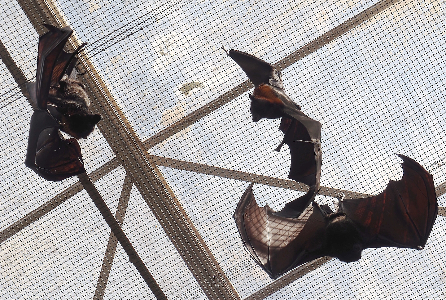 Lyle's flying fox (Pteropus lylei) and Large flying foxes (P. vampyrus), 2024-09-17