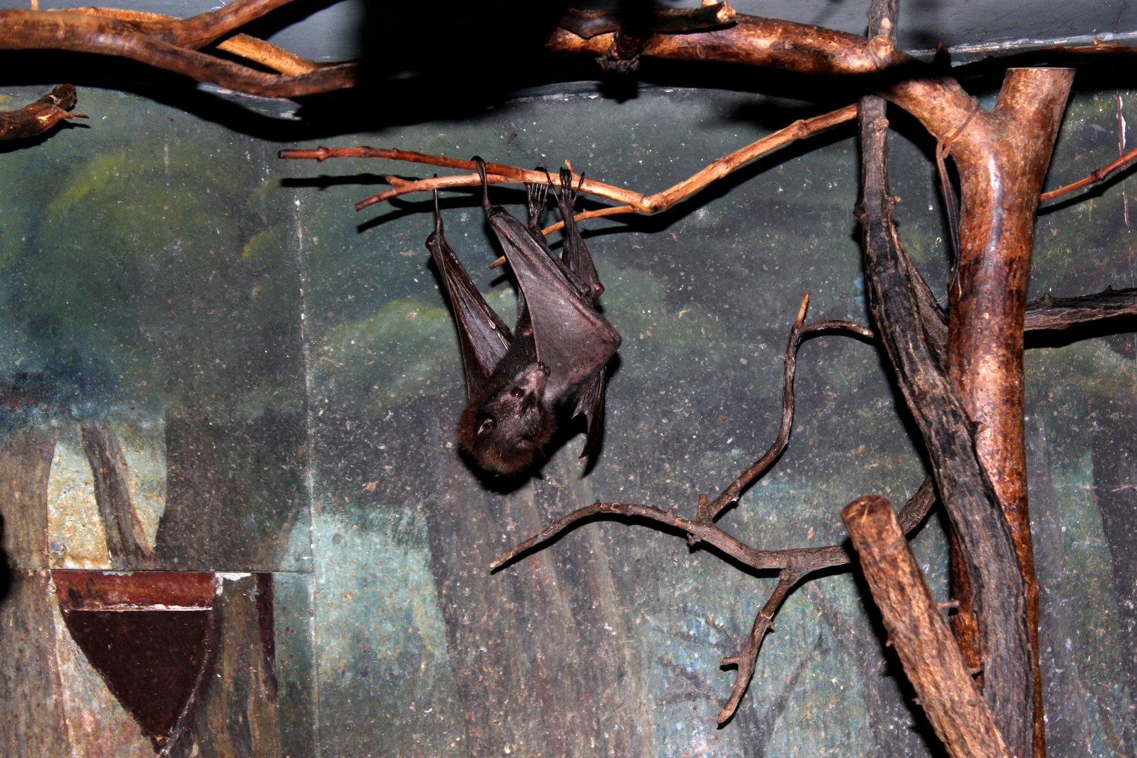 Lyle's flying fox (Pteropus lylei)