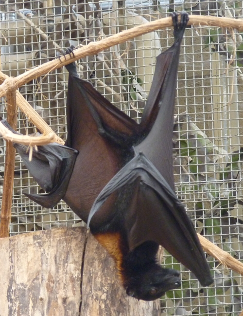 Lyle's flying fox (Pteropus lylei)