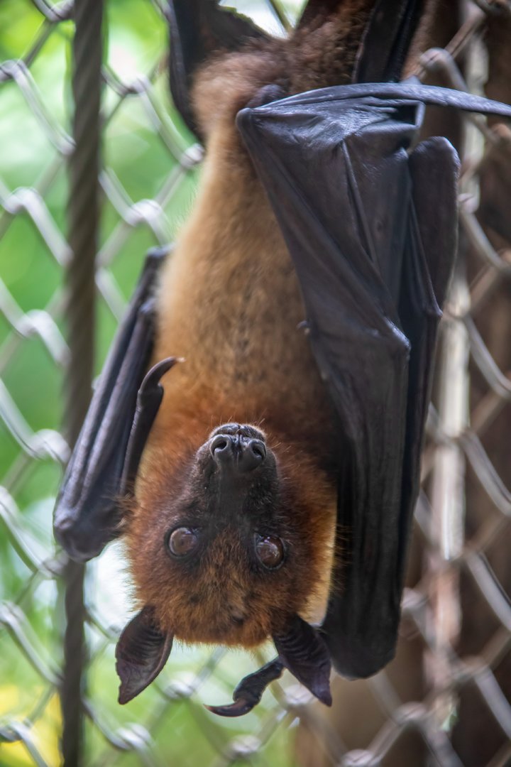 Lyle's flying fox (Pteropus lylei )