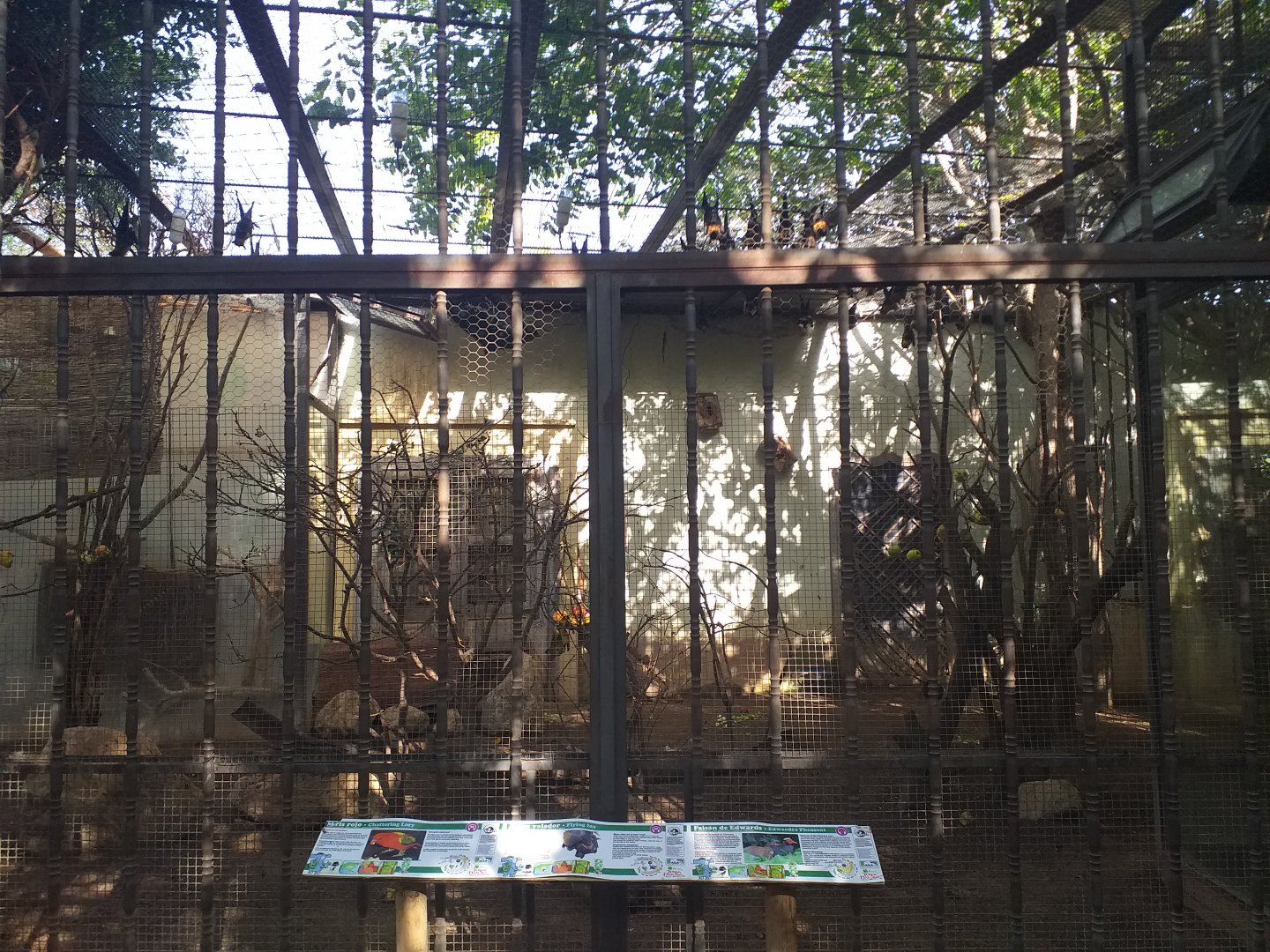 Lyle's flying fox, Reeve's muntjac, Edward's pheasant, Chattering lory and Green-naped lorikeet exhibit -TerraNatura Benidorm (2021)