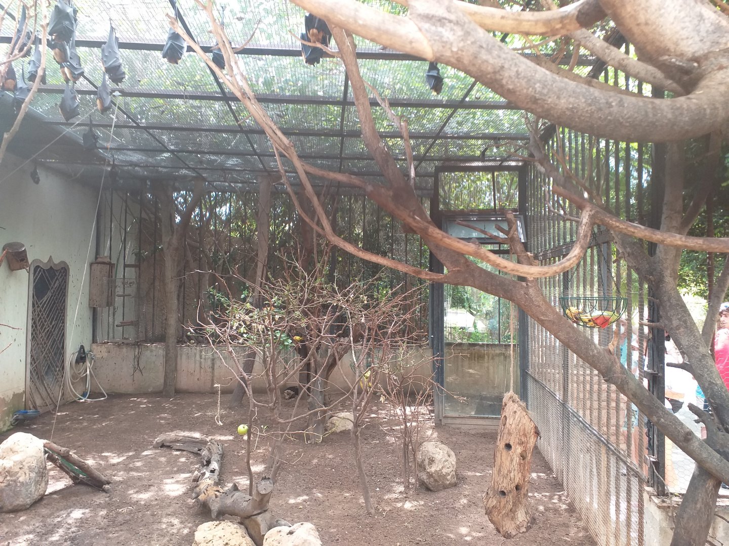 Lyle's flying fox, Reeve's muntjac, Edward's pheasant, Chattering lory and Green-naped lorikeet exhibit -TerraNatura Benidorm (2021)