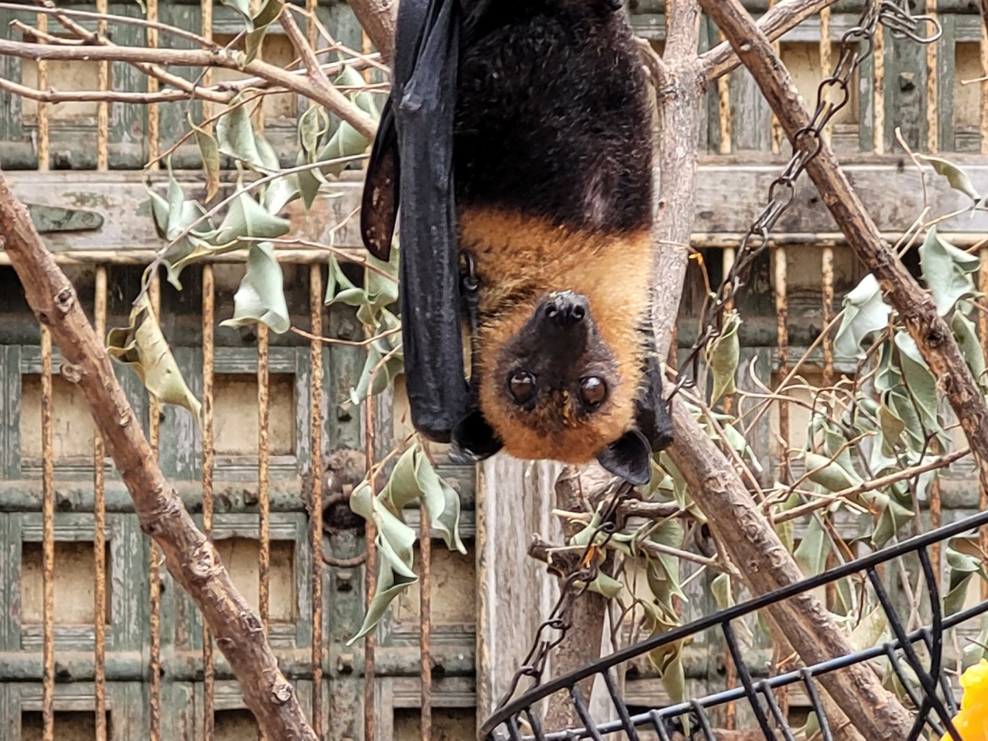 Lyle's flying fox -TerraNatura Benidorm (2022)
