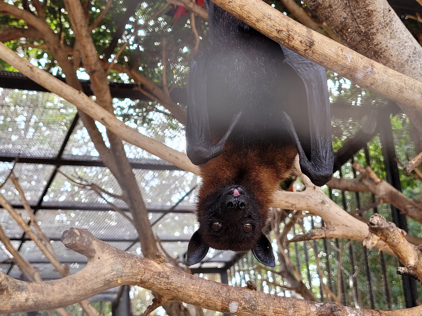 Lyle's flying fox -TerraNatura Benidorm (2022)