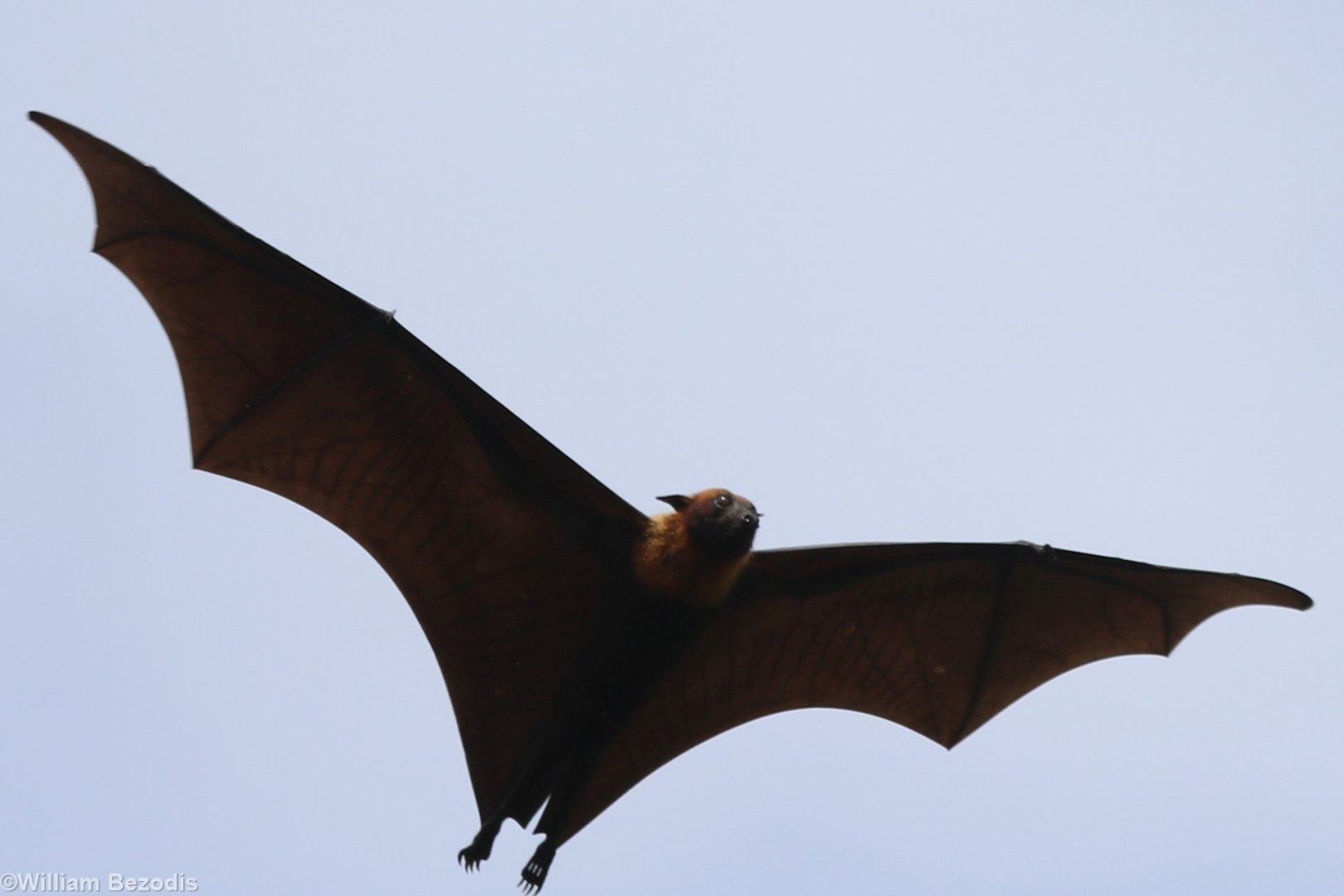 Lyle's Flying Fox - Wat Pho Bang Khla
