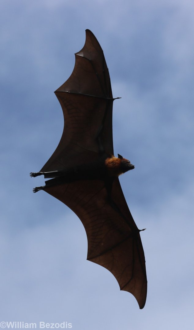 Lyle's Flying Fox - Wat Pho Bang Khla
