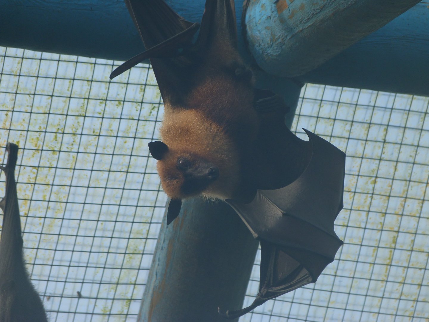 Lyle's flying fox -Zoo de Santillana del Mar (2024)