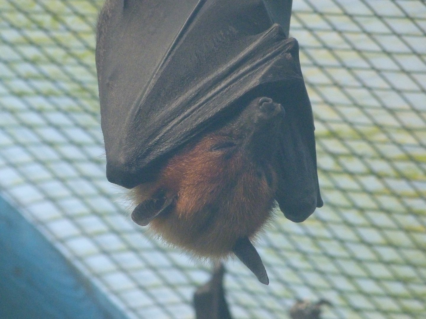 Lyle's flying fox -Zoo de Santillana del Mar (2024)