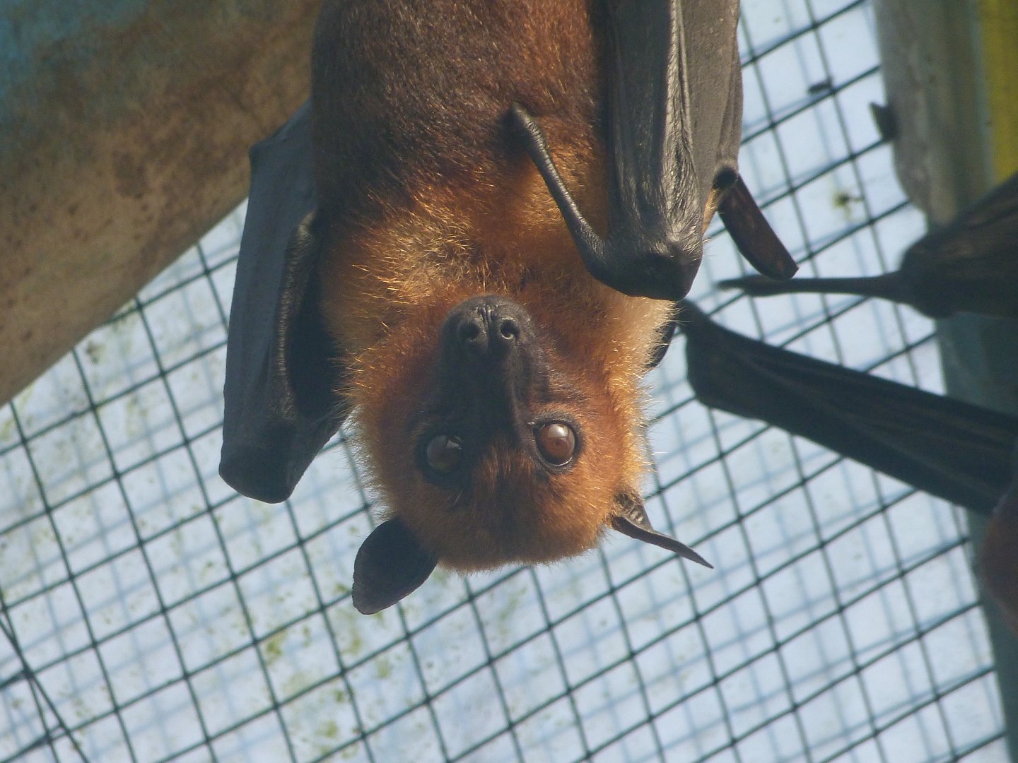 Lyle's flying fox -Zoo de Santillana del Mar (2024)