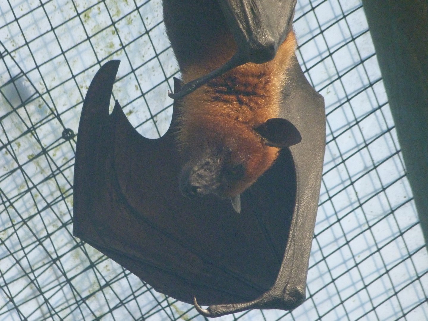 Lyle's flying fox -Zoo de Santillana del Mar (2024)