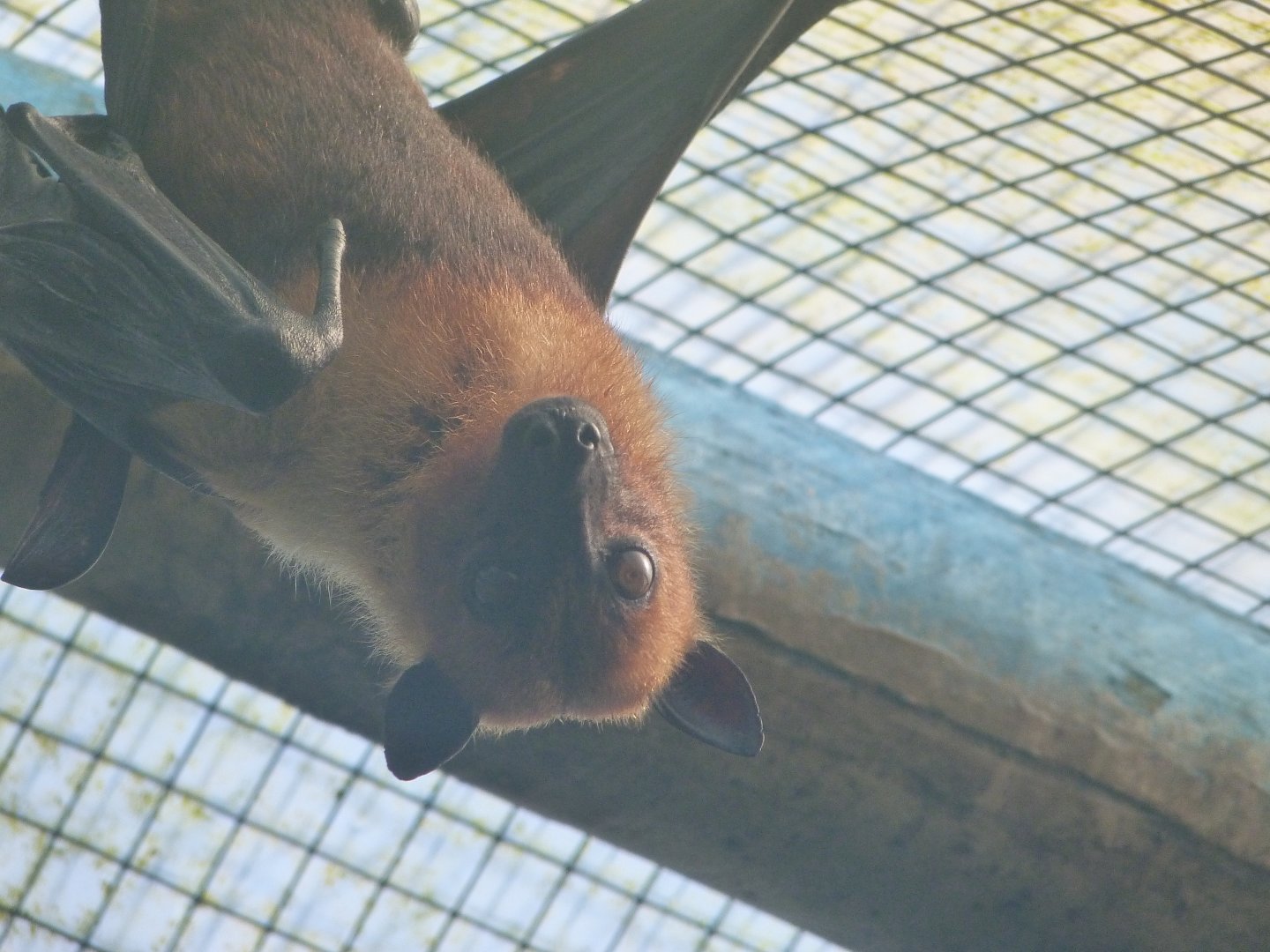 Lyle's flying fox -Zoo de Santillana del Mar (2024)