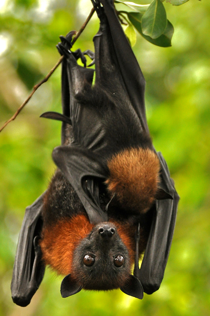 Lyle's Flying Fox