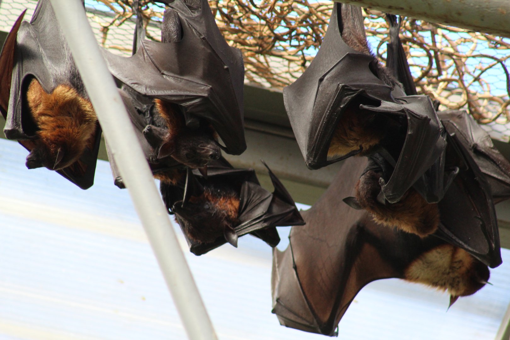 Lyle's Flying Fox