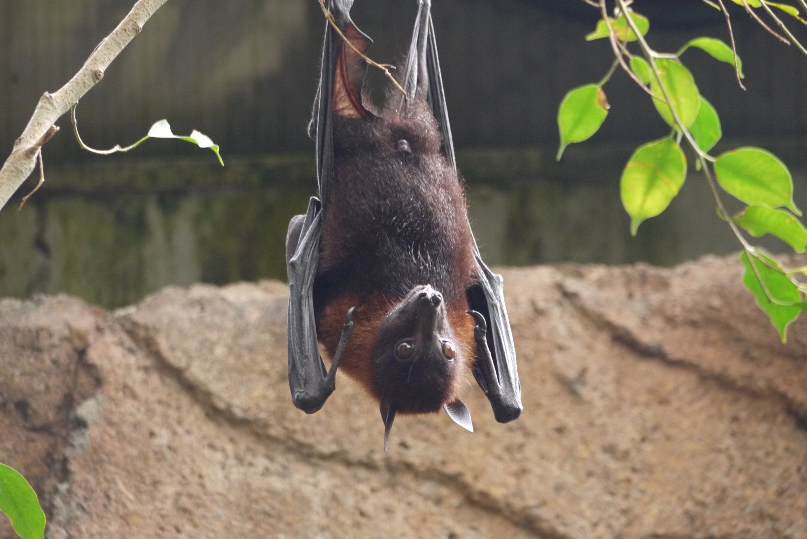 Lyle's Flying Fox