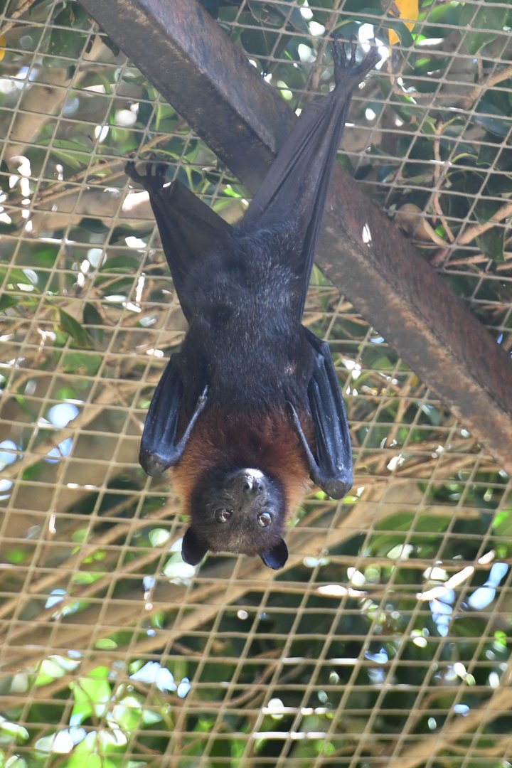 Lyle's Flying Fox