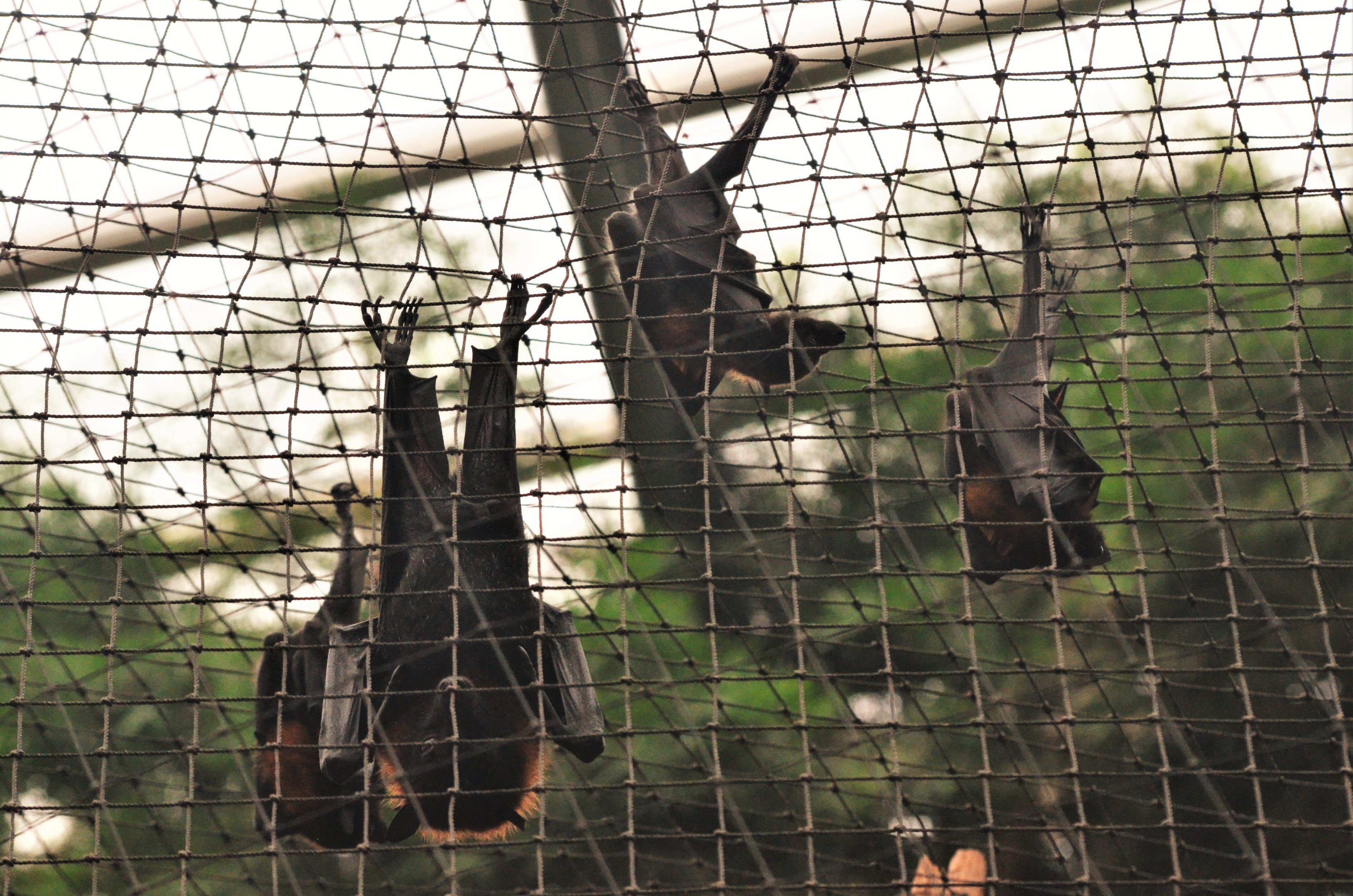 Lyle's Flying Foxes at at Biotropica, 16/06/18