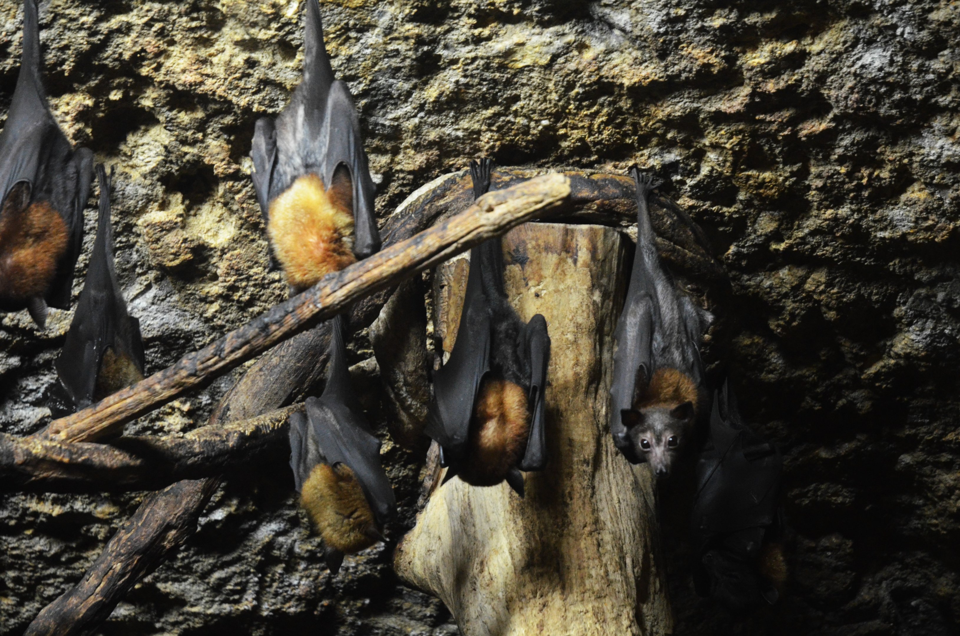 Lyle's Flying Foxes at Doué-la-Fontaine, 15/06/18