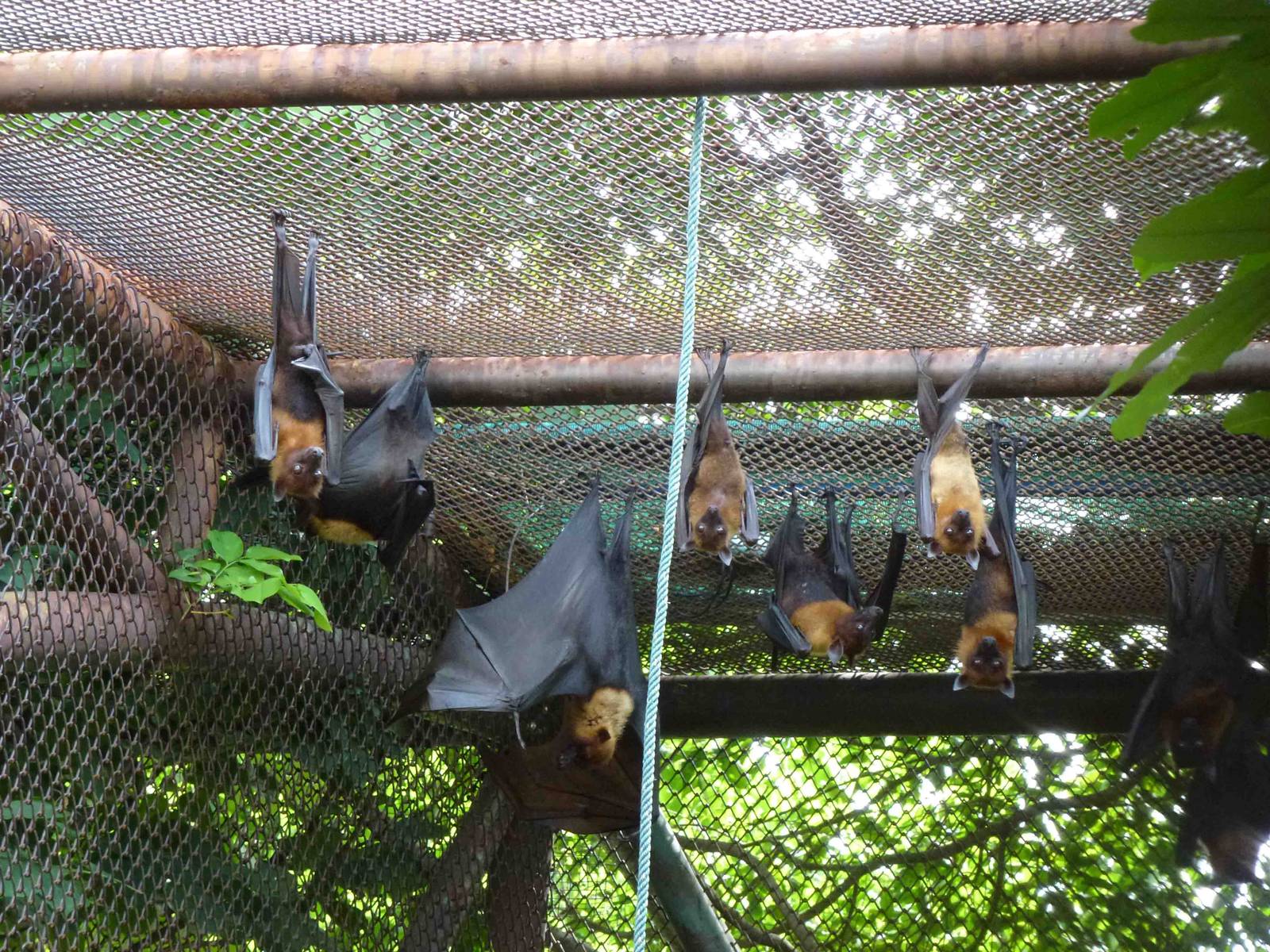 Lyle's flying foxes, July 2013.
