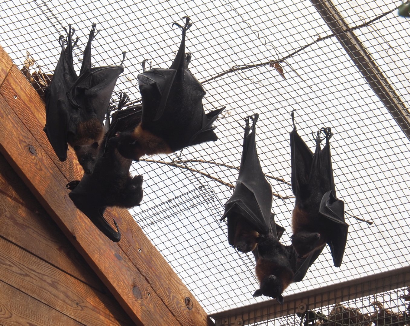 Lyle's flying foxes (Pteropus lylei), 2021-09-03