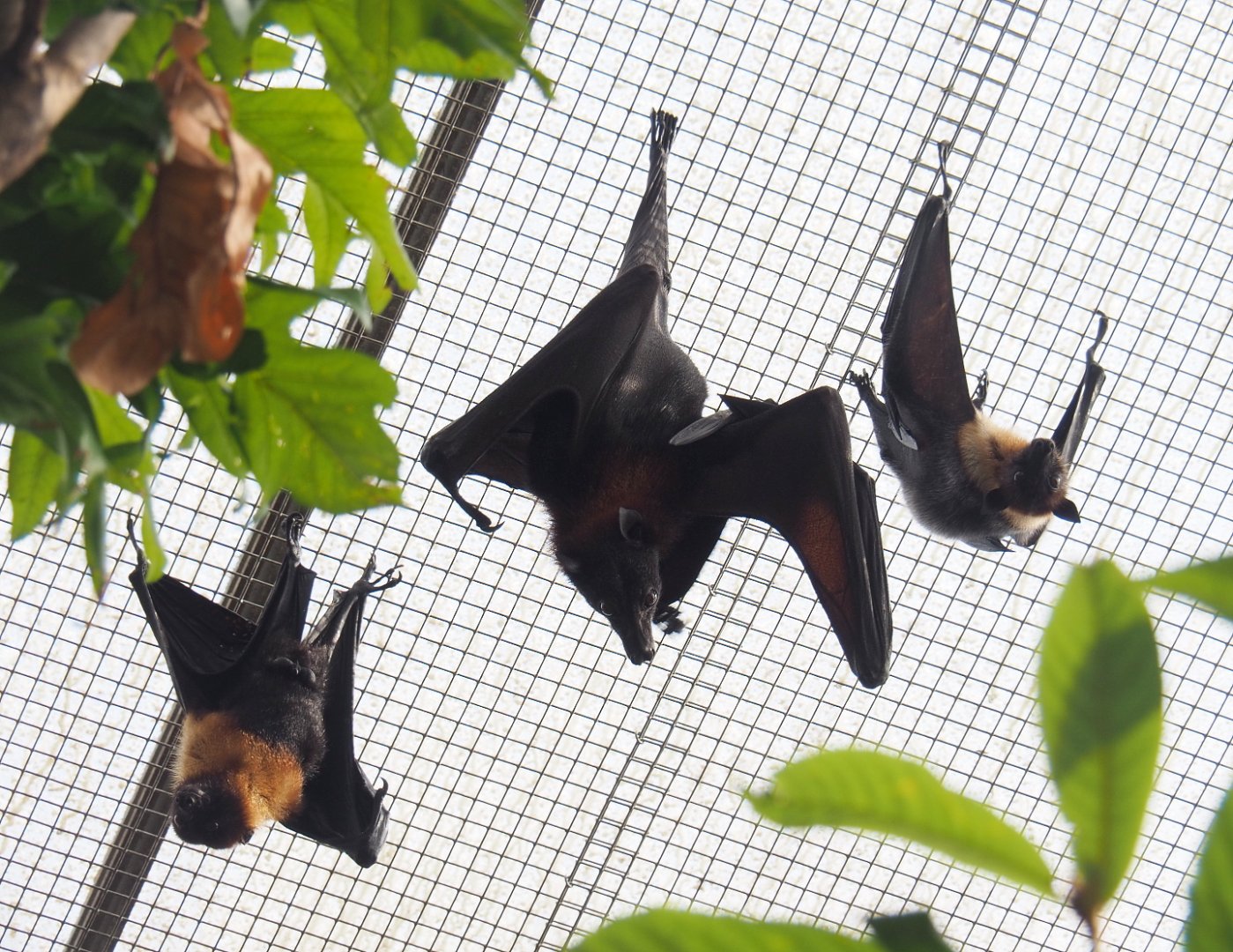 Lyle's flying foxes (Pteropus lylei), 2021-09-03