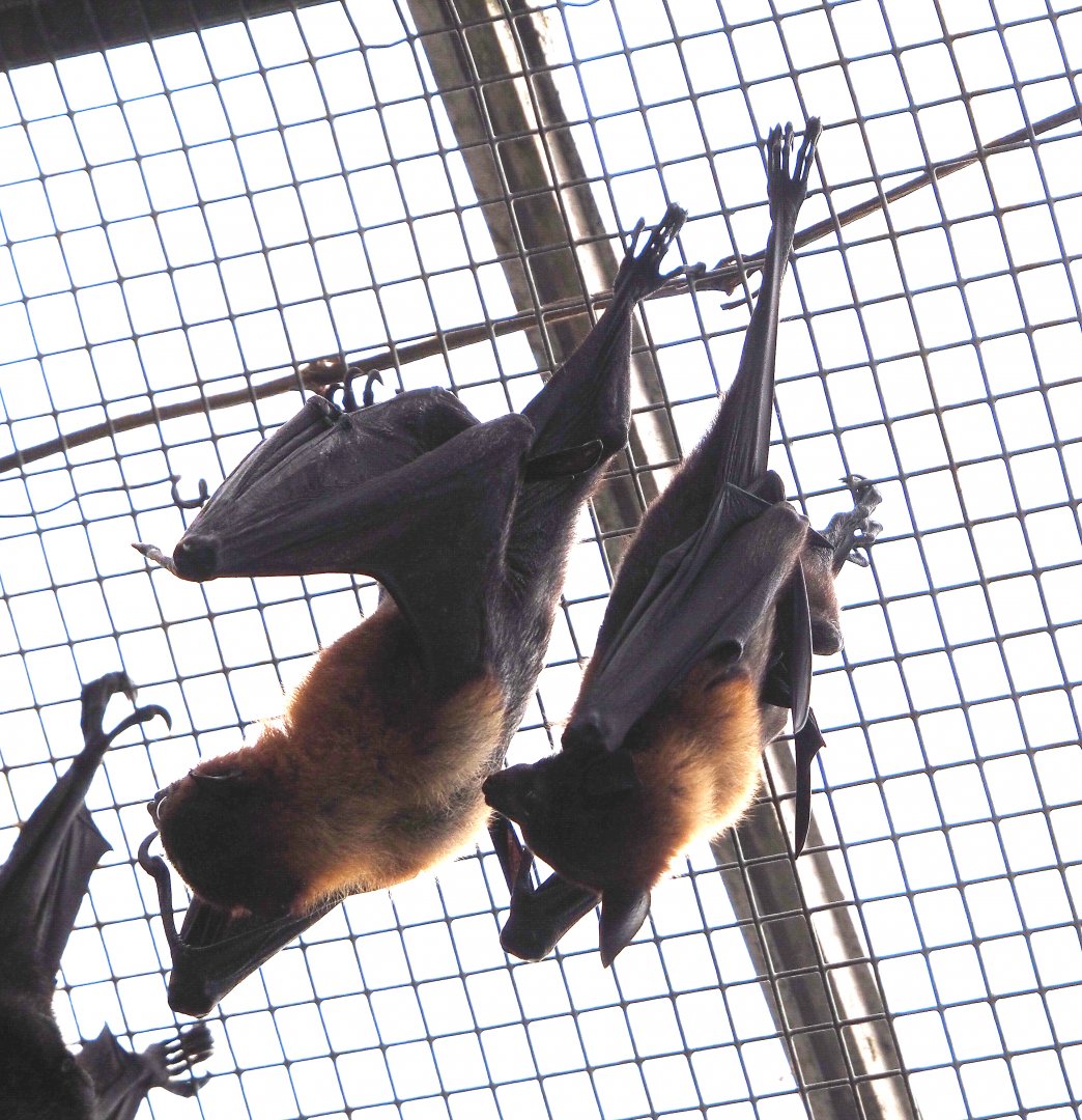 Lyle's flying foxes (Pteropus lylei), 2022-06-28