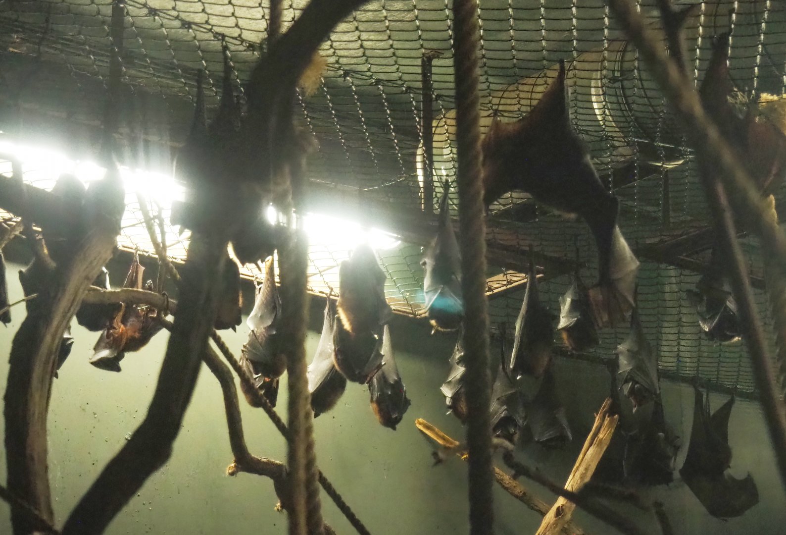Lyle's flying foxes (Pteropus lylei), 2023-08-17
