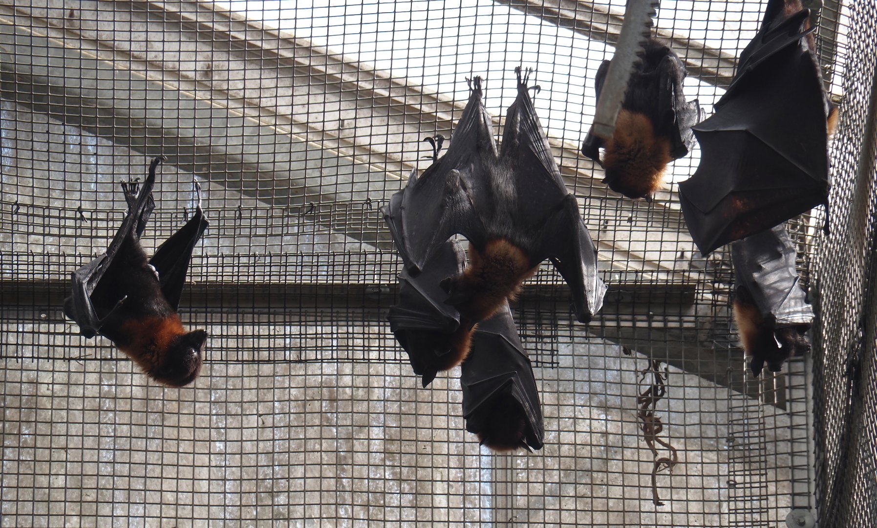 Lyle's flying foxes (Pteropus lylei), 2024-09-17