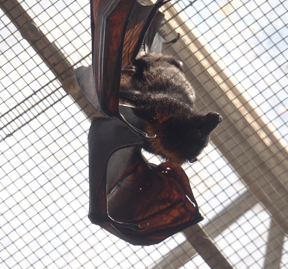 Lyle's flying foxes (Pteropus lylei), 2024-09-17