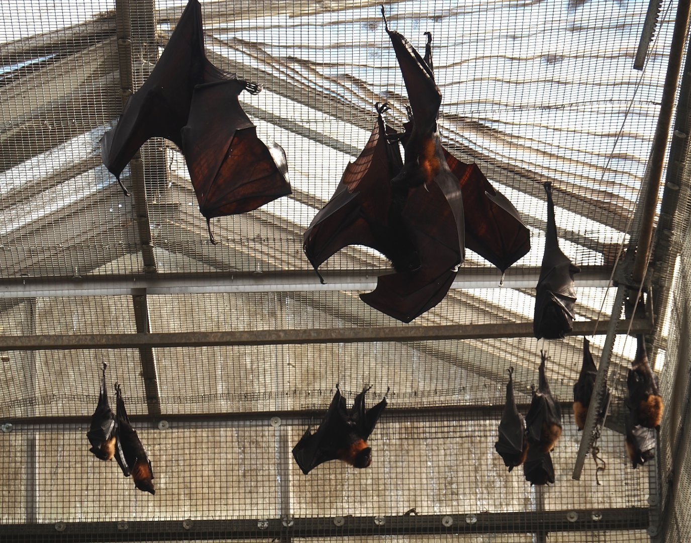 Lyle's flying foxes (Pteropus lylei) and Large flying foxes (P. vampyrus), 2024-09-17