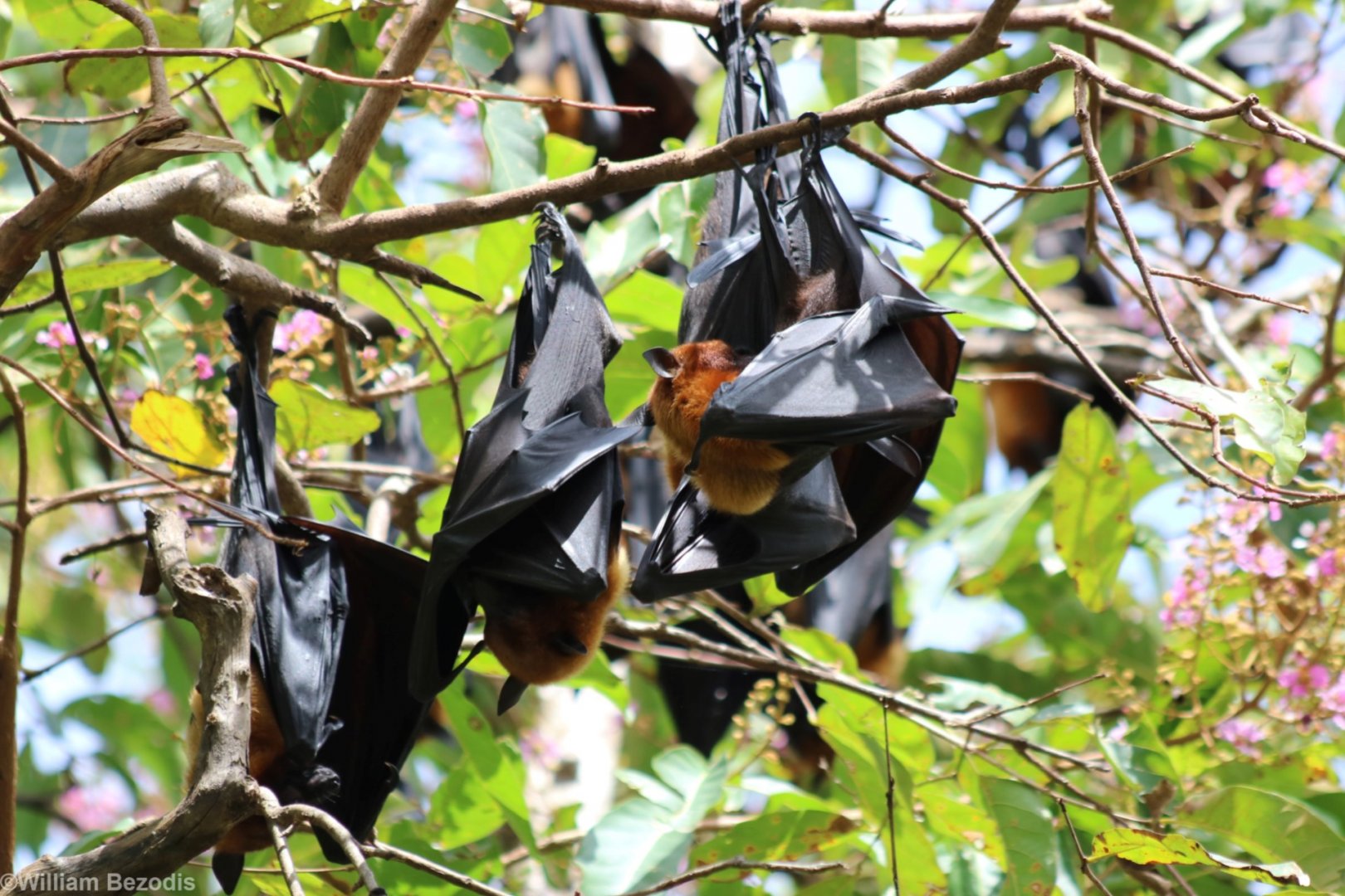 Lyle's Flying Foxes - Wat Pho Bang Khla