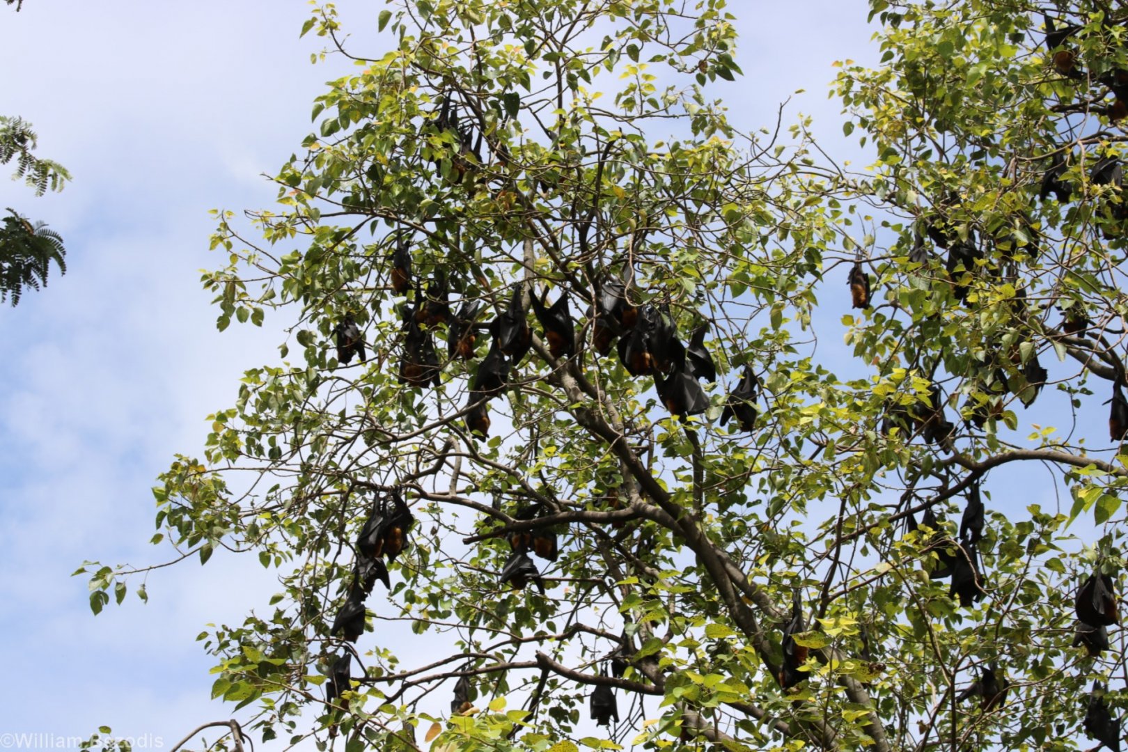 Lyle's Flying Foxes - Wat Pho Bang Khla
