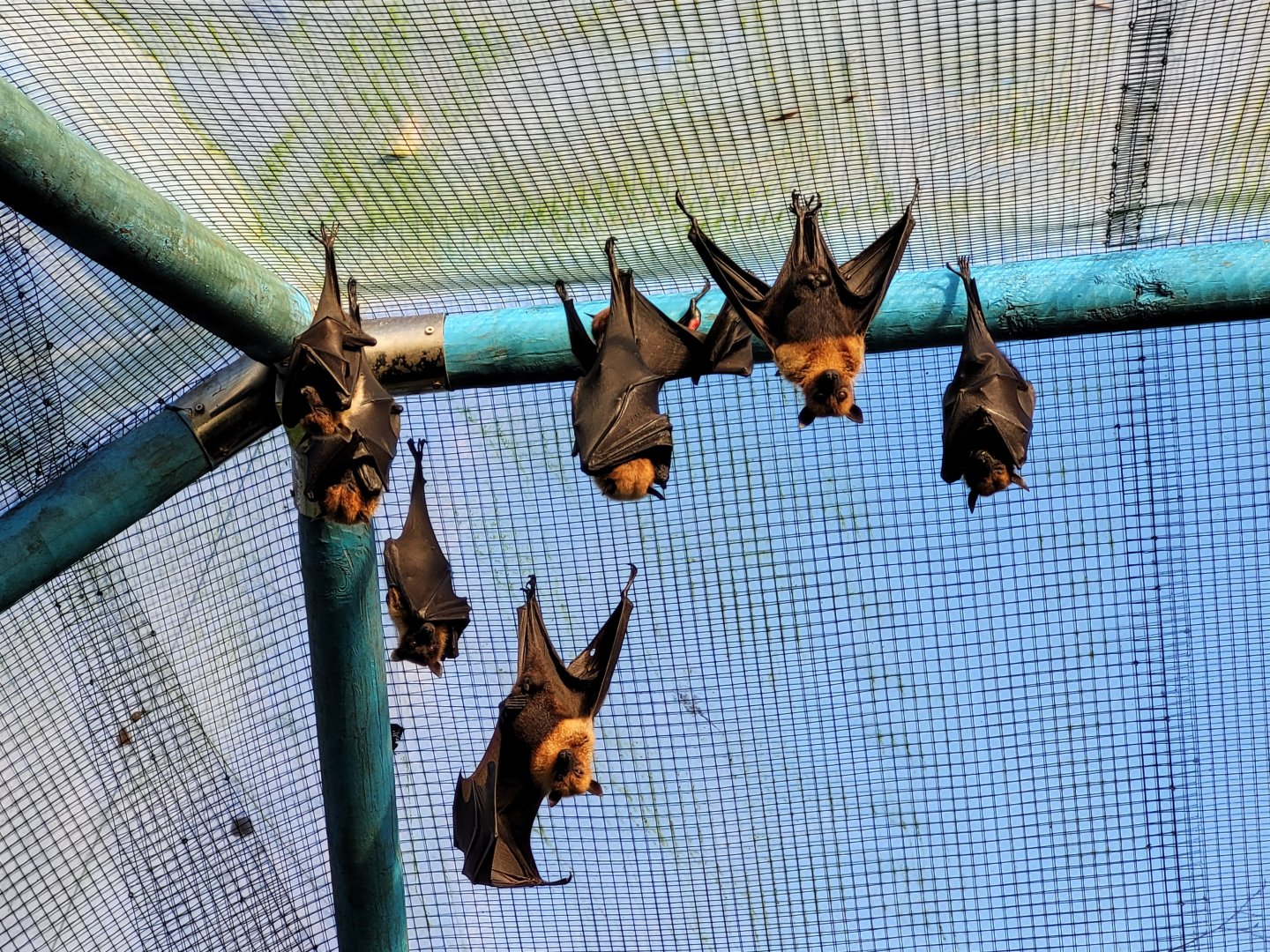 Lyle's flying foxes -Zoo de Santillana del Mar (2023)