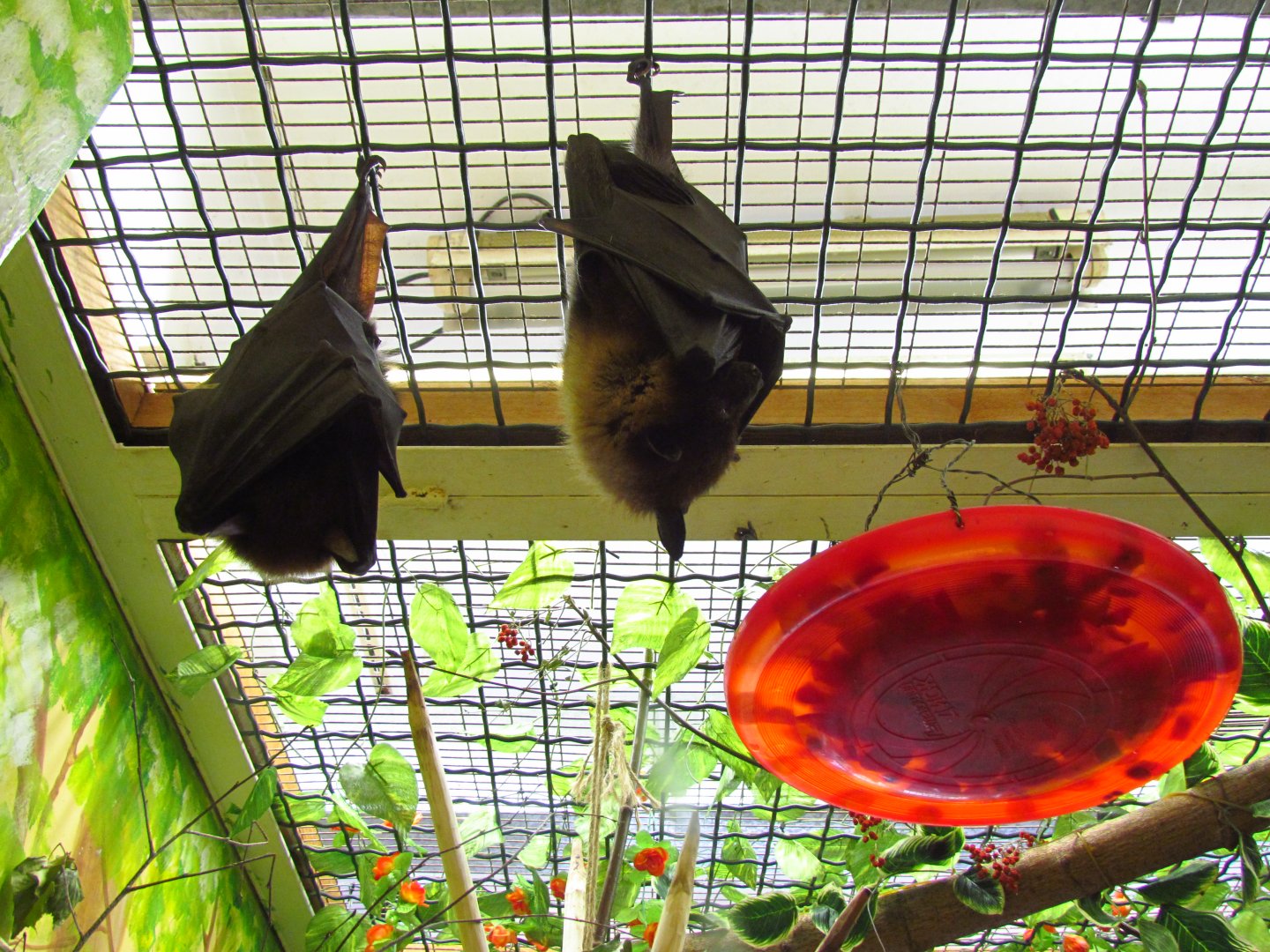 Lyle's flying foxes